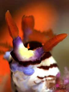 Nembrotha Aurea.  Komodo.  G9/DS160s/Stacked Inon UCL165s... by Richard Witmer 
